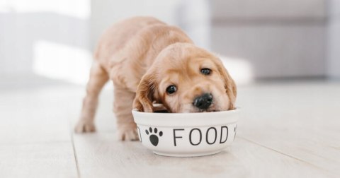 Alpha Spirit PUPPIES dla szczeniąt tacka 200g