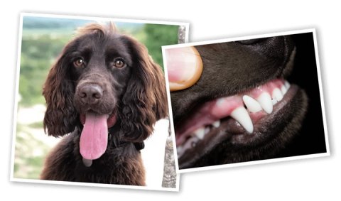 Canagan Karma Sucha dla Psa Rasy Małej Dental 2 kg dorosły i szczeniak