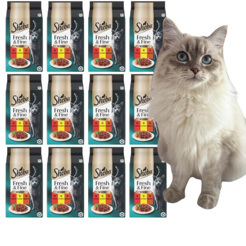 ZESTA Sheba Fresh&Fine wołowina kurczak jagnięcina w sosie 72x 50g