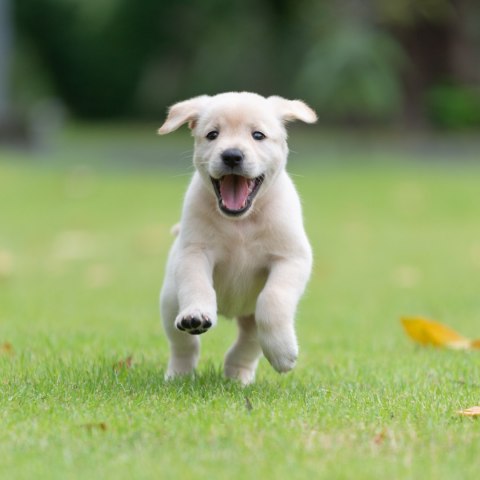 PERRO Indyk z Królikiem Junior dla szczeniąt 1kg VetPrime Suplement na stawy