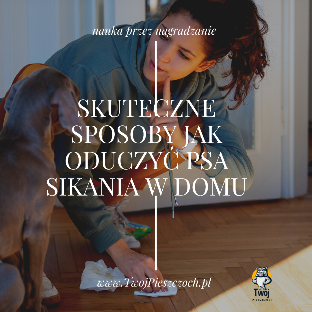 Skuteczne Sposoby Jak Oduczyć Psa Sikania W Domu - Twój Pieszczoch