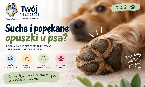 Suche i popękane opuszki u psa - skąd się biorą i jak wspierać barierę skóry?
