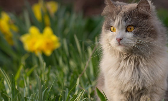 Jak wybrać najlepszą karmę dla kota?